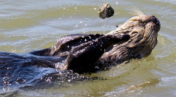 Why can otters juggle as skilled as a circus artist? Picture 1