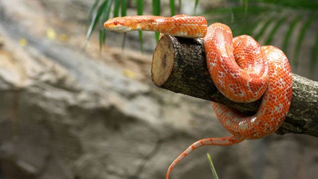 Why can snakes climb trees without slipping?