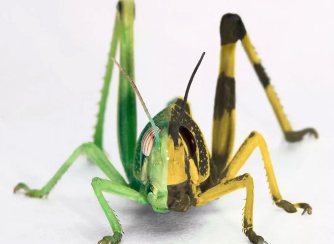 Picture 3 of Why desert grasshoppers can not kill?