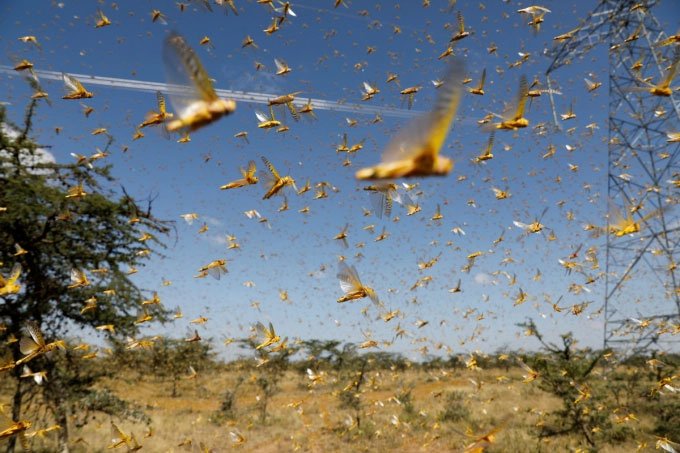 Picture 5 of Why desert grasshoppers can not kill?