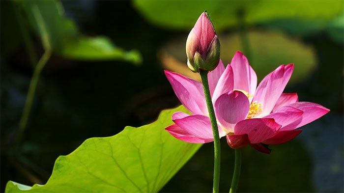 Why did the lotus become a symbol of the Buddha? Picture 2
