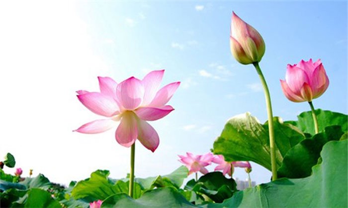 Why did the lotus become a symbol of the Buddha?