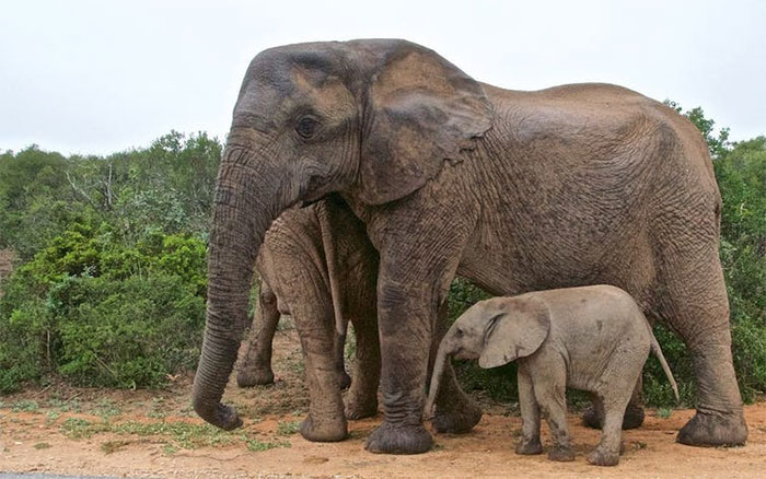 Picture 1 of Why do many animals have pink ears?
