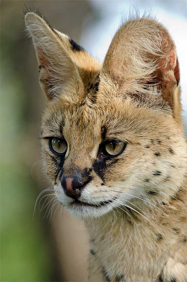 Picture 2 of Why do many animals have pink ears?