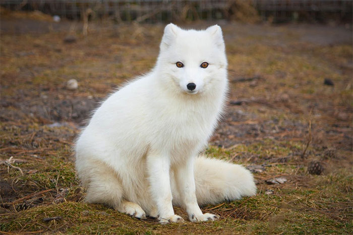 Picture 3 of Why do many animals have pink ears?