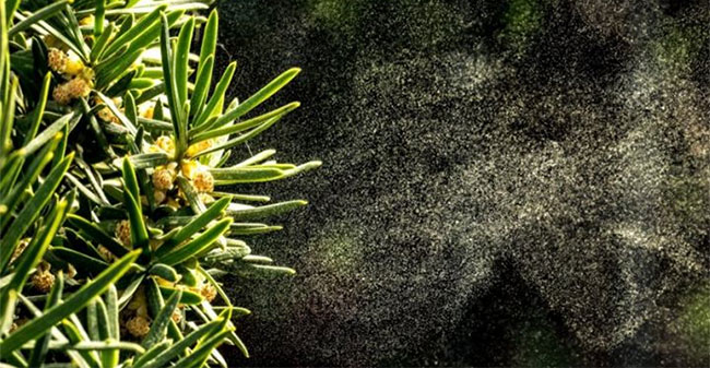 Picture 1 of Why do pollen make you sneeze?