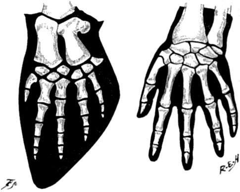 Picture 5 of Why do whale fin fins have five fingers that look like human hands?