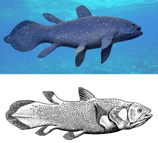 Picture 7 of Why do whale fin fins have five fingers that look like human hands?