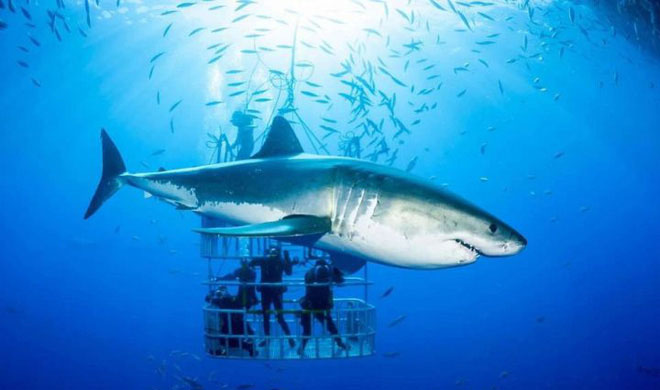 Picture 1 of Why do whales swing their tails up and down, but sharks swing their tails to the sides?