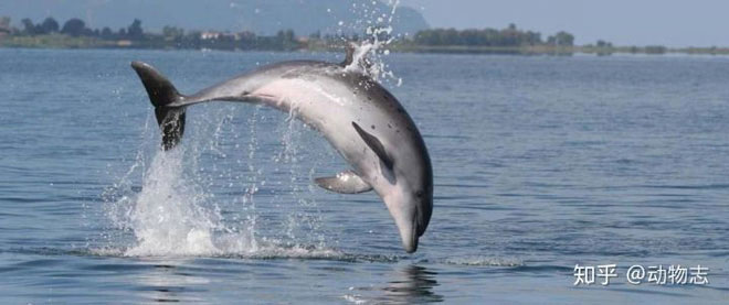 Picture 3 of Why do whales swing their tails up and down, but sharks swing their tails to the sides?