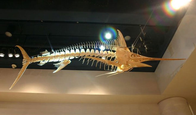 Picture 4 of Why do whales swing their tails up and down, but sharks swing their tails to the sides?