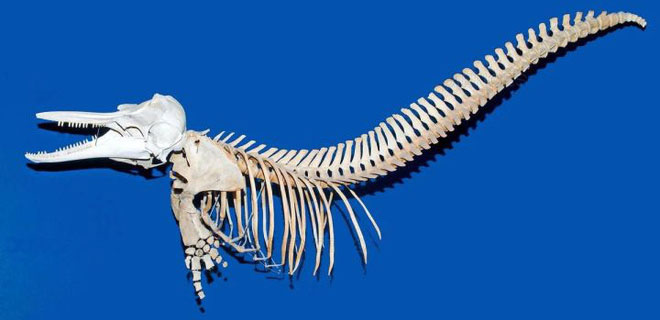 Picture 5 of Why do whales swing their tails up and down, but sharks swing their tails to the sides?