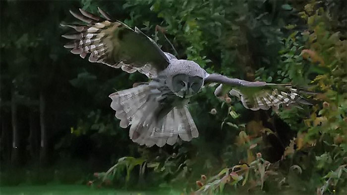 Picture 3 of Why was the owl once considered a symbol of the 'God of War' and was worshiped in ancient times?