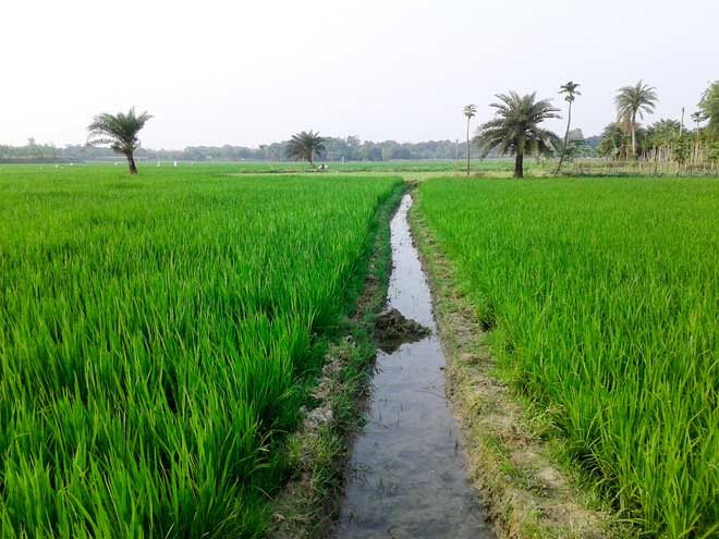 Picture 3 of With the increase of CO2, the nutritional quality of rice grain will be reduced, the risk affecting billions of people