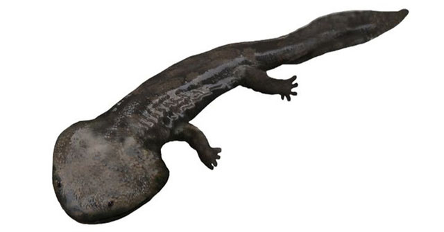 100 million years ago, Antarctica once existed a giant iguana larger than a car