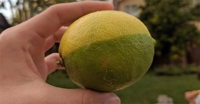 15 strange images showing the diversity of nature, sometimes also unexplained by science