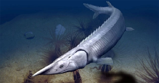 300 million years fossils of sturgeon fish