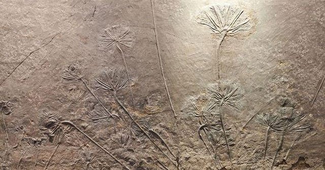 400 million-year-old fossils are thought to be the key to plant evolution