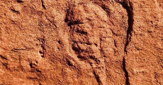 460 million-year-old arthropod fossils found