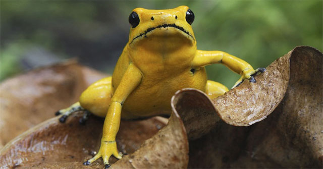 7 facts about animals that will help you understand: Nature is a world full of scary things