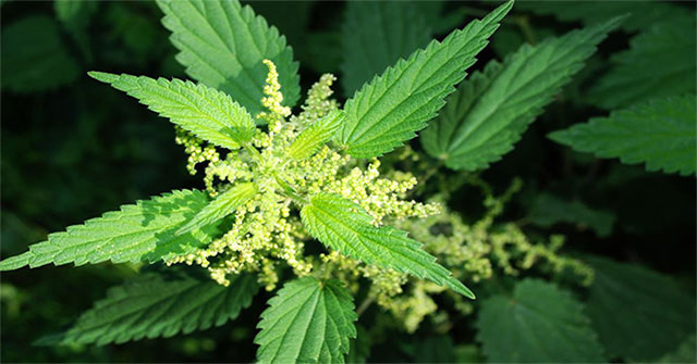8 types of weeds thought 'impermanent' were incredibly valuable