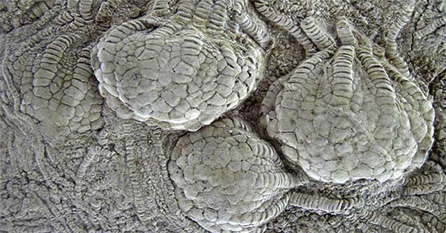 80 million-year-old creatures like 'aliens' are present throughout the Earth