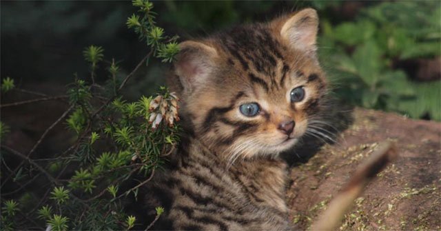A rare green-eyed cat born in the Scottish zoo
