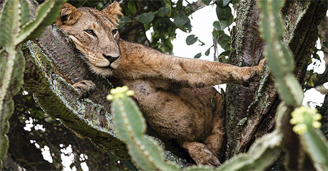 A rare sight: Lions flock to sleep on a poisonous thorn