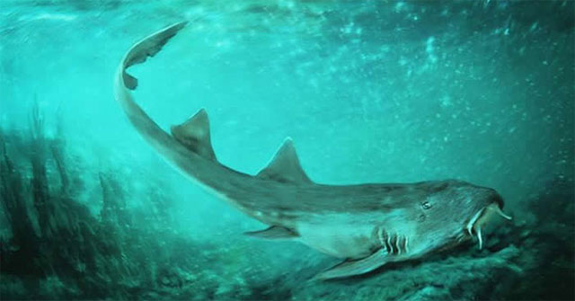Accidentally discovered a new shark while sorting fossils Tyrannosaurus rex