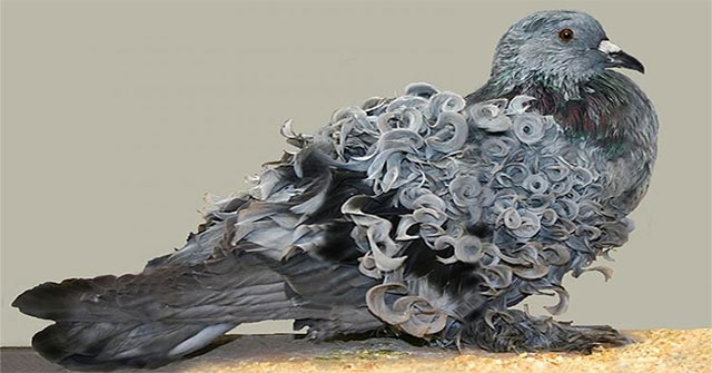 Admire the dove with unique curly fur