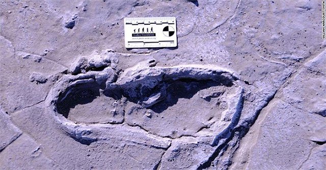 Africa's largest fossil footprints reveal how the ancients sought food