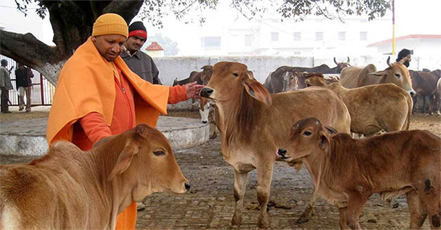 After the elephant, it was the pregnant cow's turn to be seriously injured by ingesting flour and dynamite