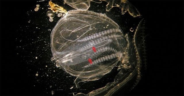 Aggressive jellyfish eat offspring to survive