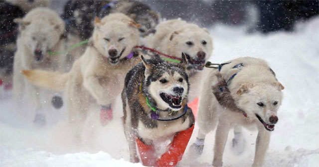 Ancient sled dogs helped humans survive in the Ice Age