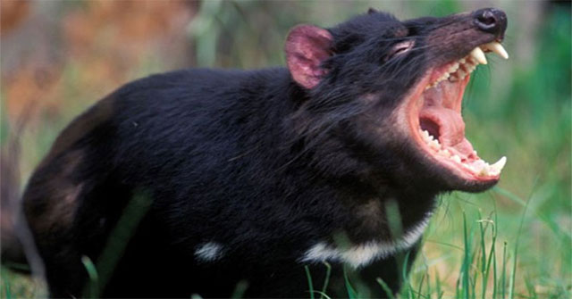 Animals eat a lot without fear of fat?