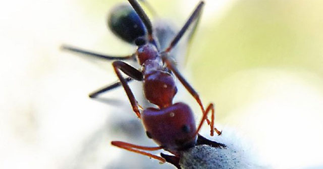 Ants also know how to pollinate flowers?