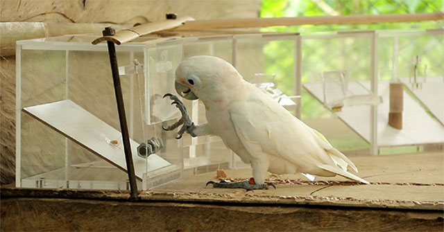 Are animals raised by humans smarter than wild animals?