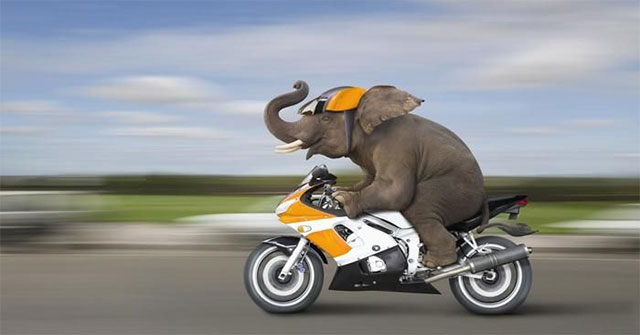 Are animals still evolving?