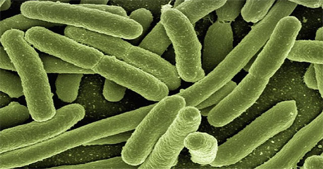 Bacteria commit suicide for the sake of their populations