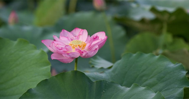 Beautiful beautiful lotus season in June Hanoi