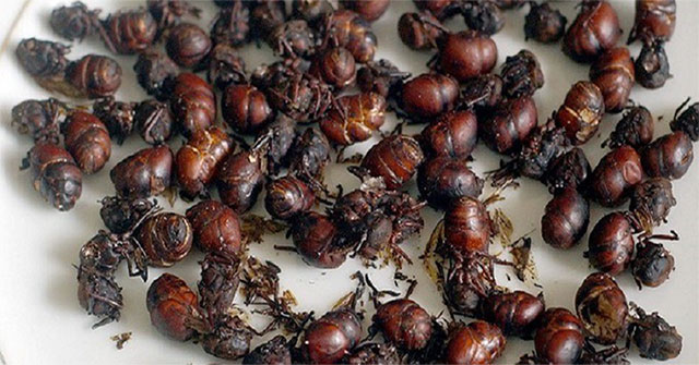 Big butt ant dish - irresistibly delicious specialties of Colombia