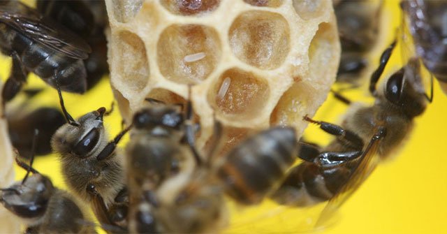 'Biological mystery' in South African honey bees
