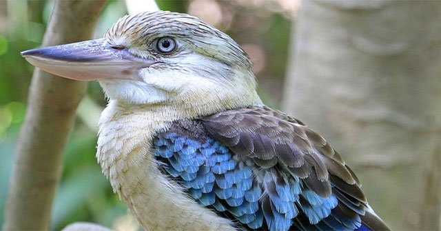 Birds sing like laughter, deciding on the sex of the offspring