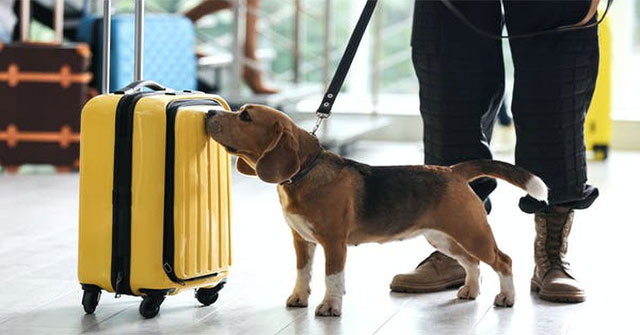 Can dogs sniff and detect sounds from a distance?