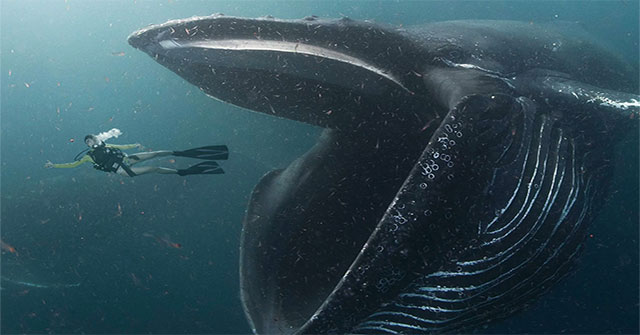 Can you live in whale belly?