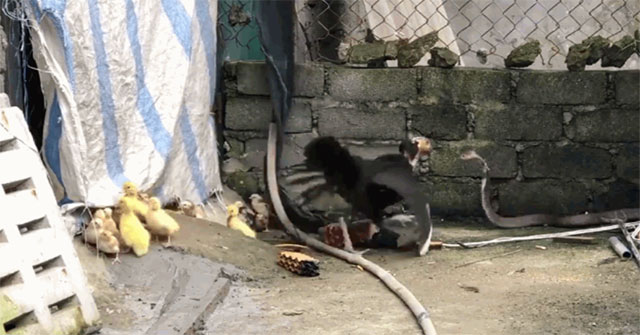 Chickens launched 'continuous charge' slapped cobra face to protect the cubs