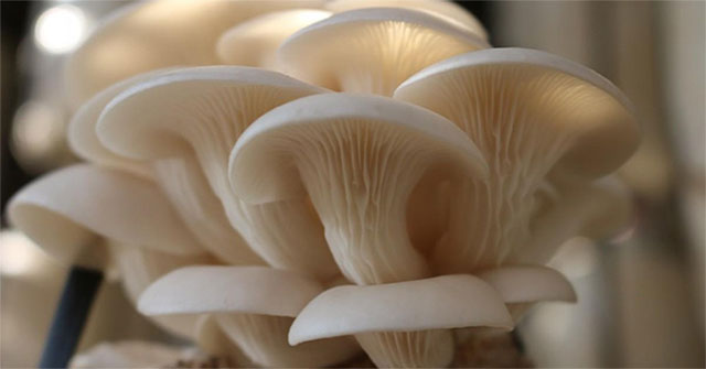 China announced new findings on the origin of oyster mushroom