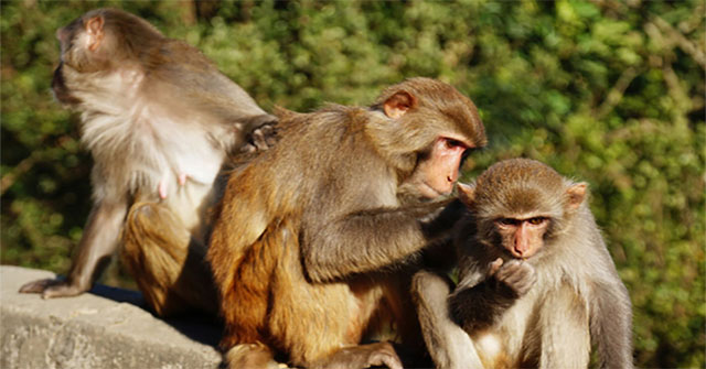 China successfully grafted pig organs on monkeys