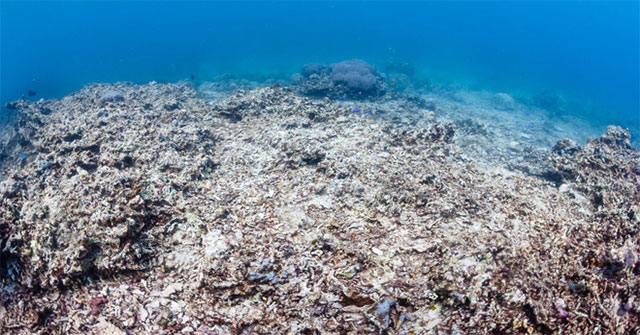 Climate change changes the pH of the ocean, returning to what it was 14 million years ago