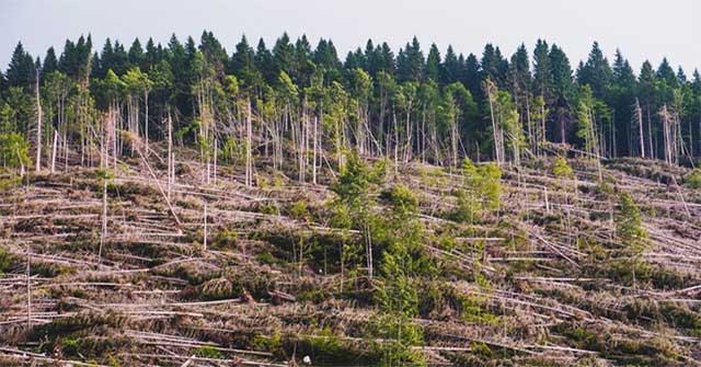 Climate change makes trees greener and younger